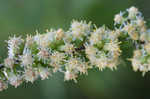 White goldenrod